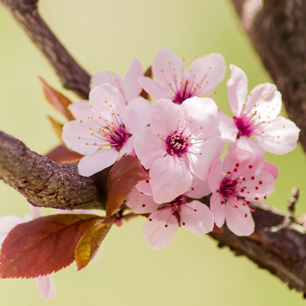 Prunus cerasifera Nigra - Ciliegio da fiore