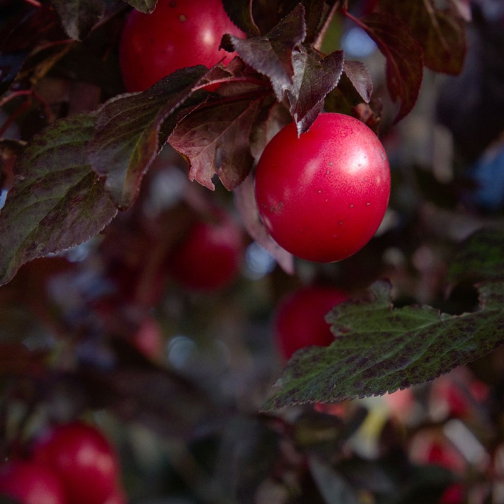 Prunus cerasifera Nigra - Ciliegio da fiore