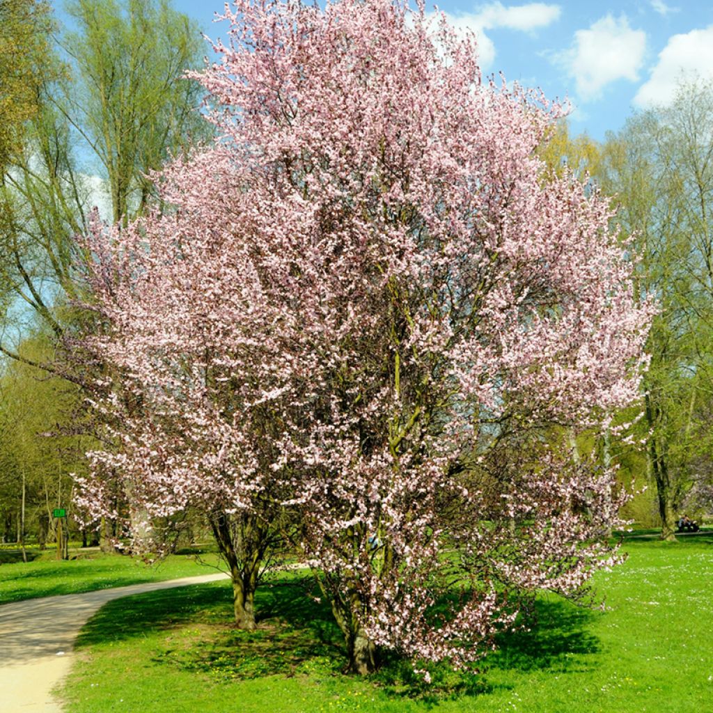 Prunus cerasifera Nigra - Ciliegio da fiore