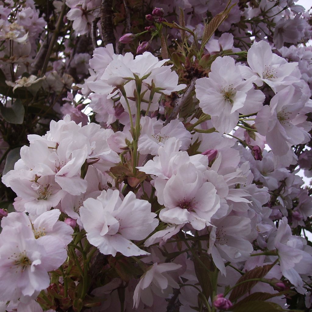 Prunus serrulata Amanogawa - Ciliegio da fiore