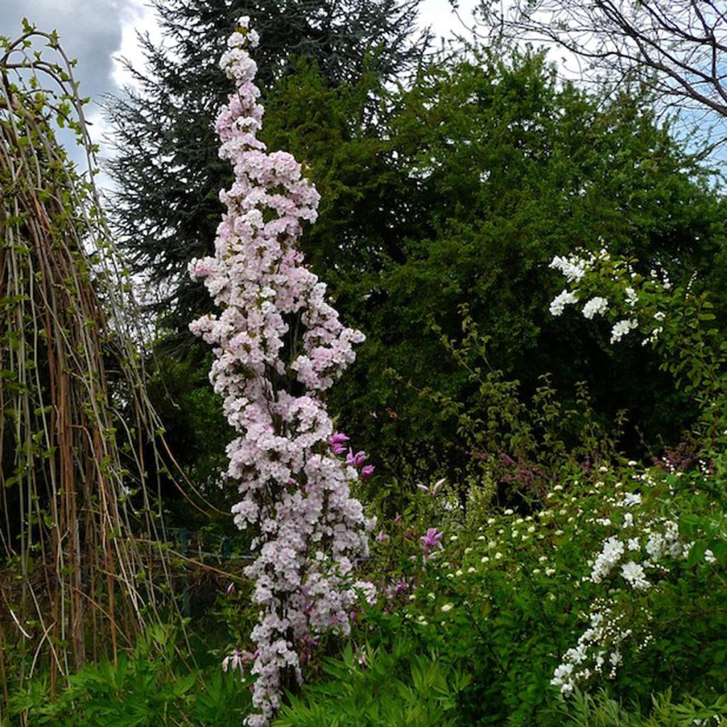 Prunus serrulata Amanogawa - Ciliegio da fiore