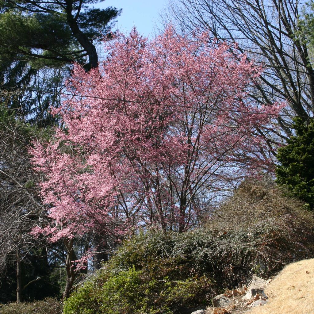 Prunus Okame - Ciliegio da fiore