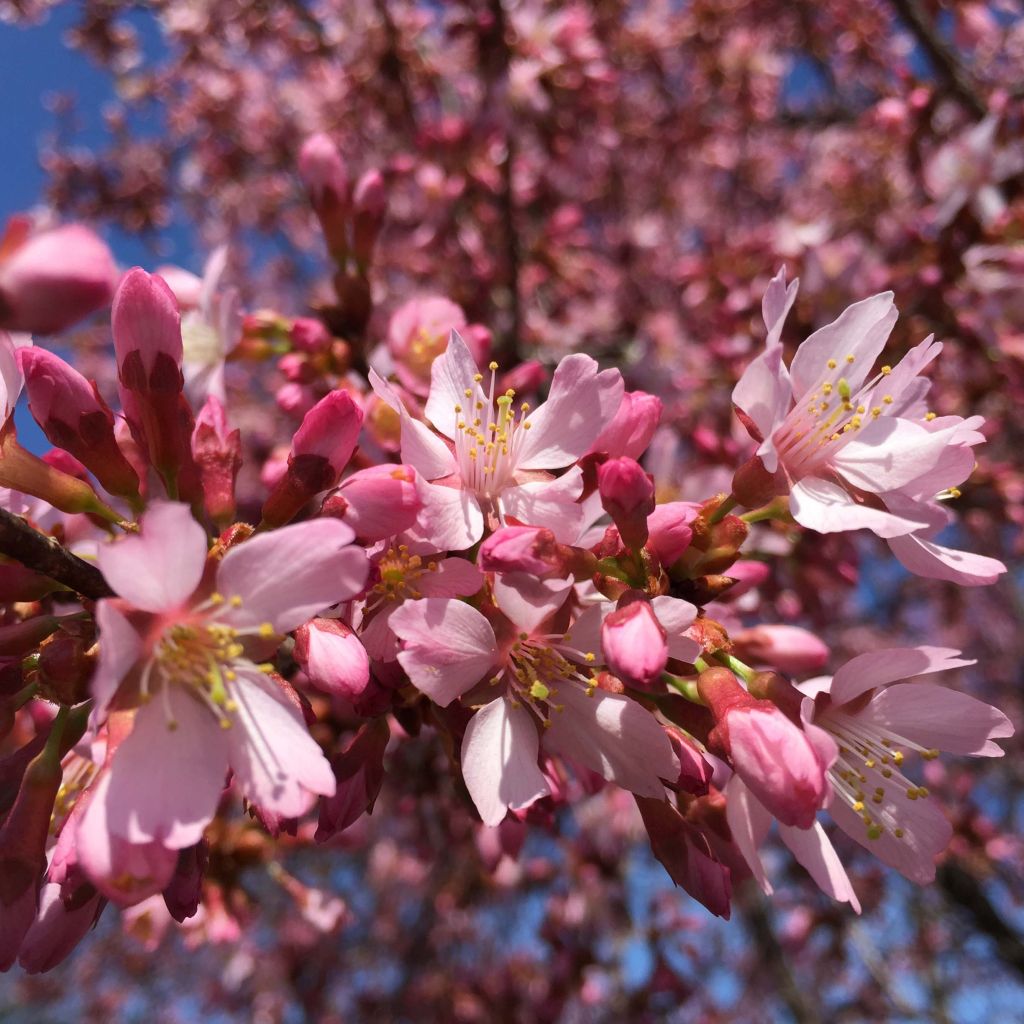 Prunus Okame - Ciliegio da fiore