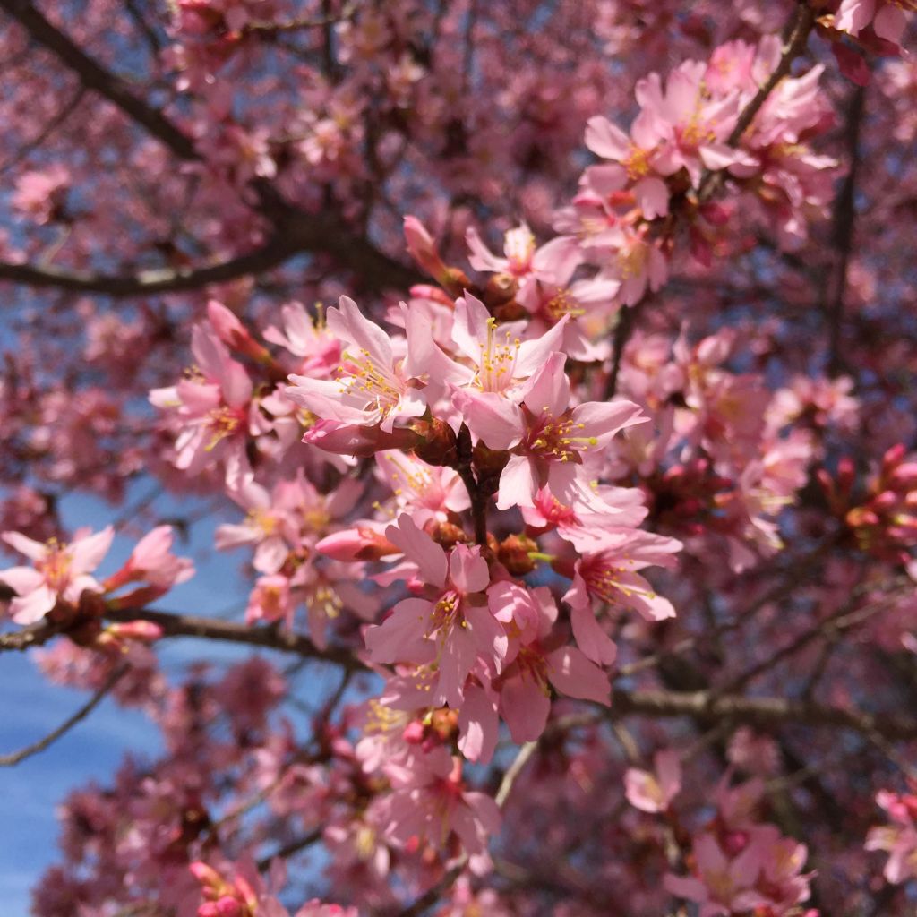 Prunus Okame - Ciliegio da fiore