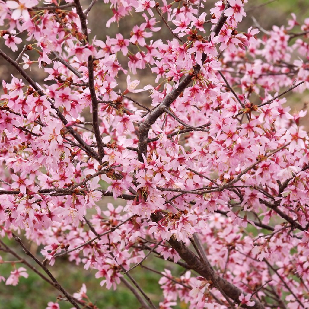 Prunus Okame - Ciliegio da fiore