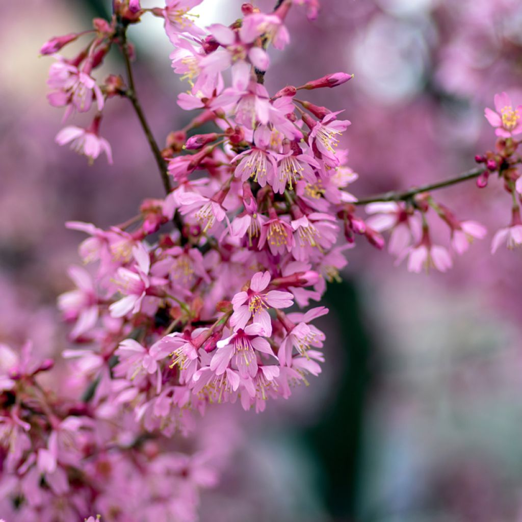 Prunus Okame - Ciliegio da fiore