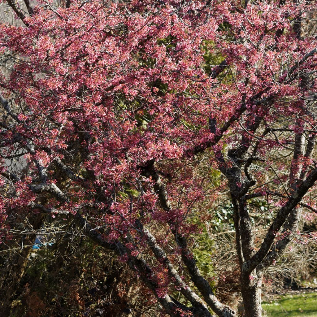 Prunus Okame - Ciliegio da fiore