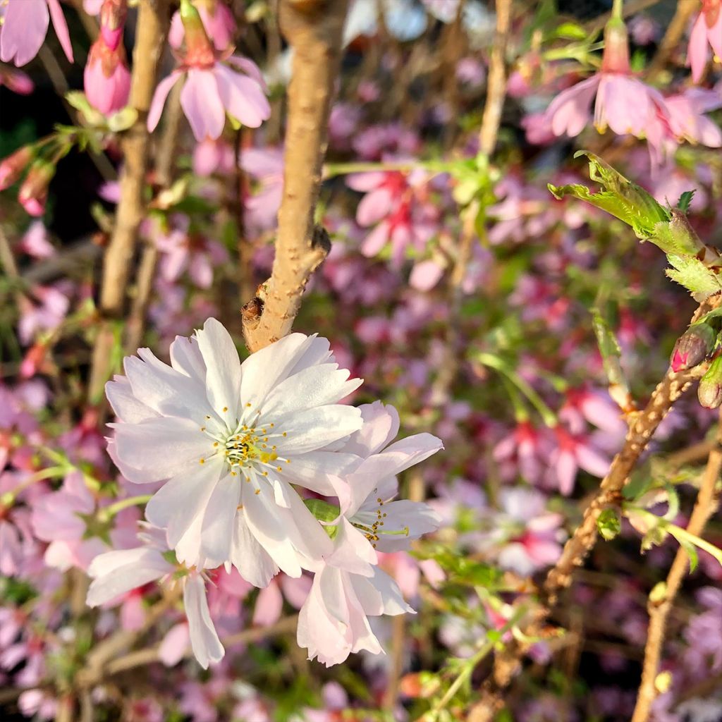 Prunus Okame - Ciliegio da fiore