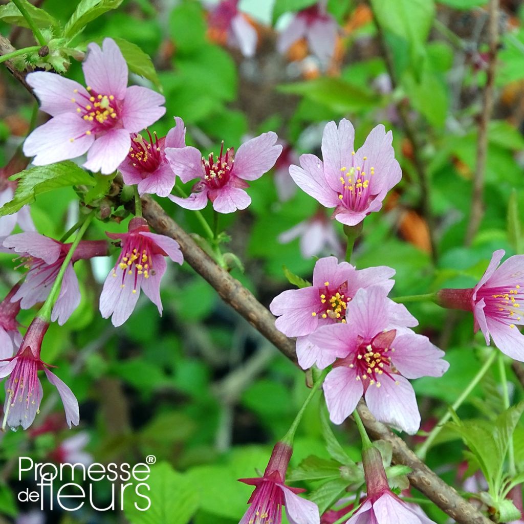 Prunus Okame - Ciliegio da fiore