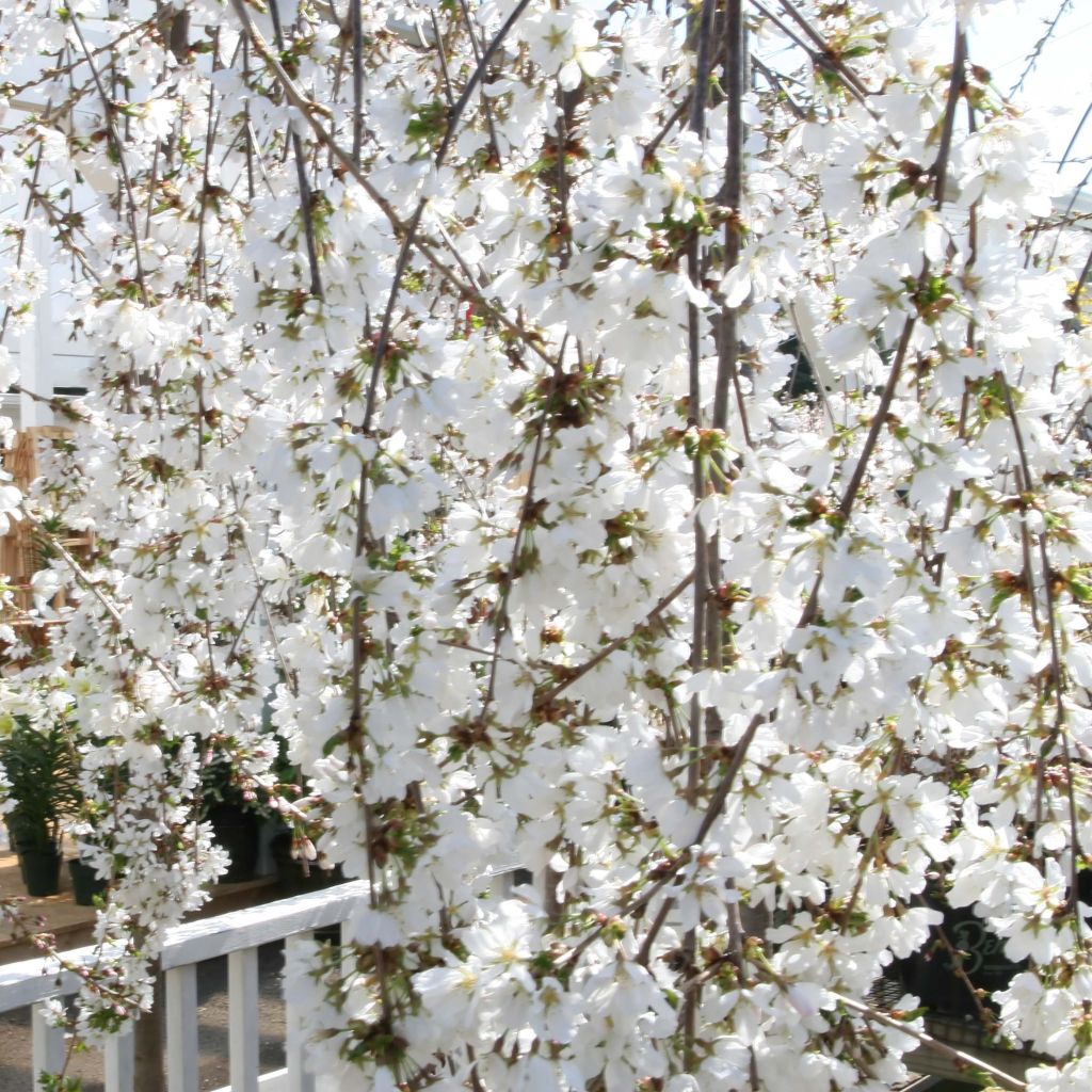 Prunus Snow Fountains - Ciliegio da fiore