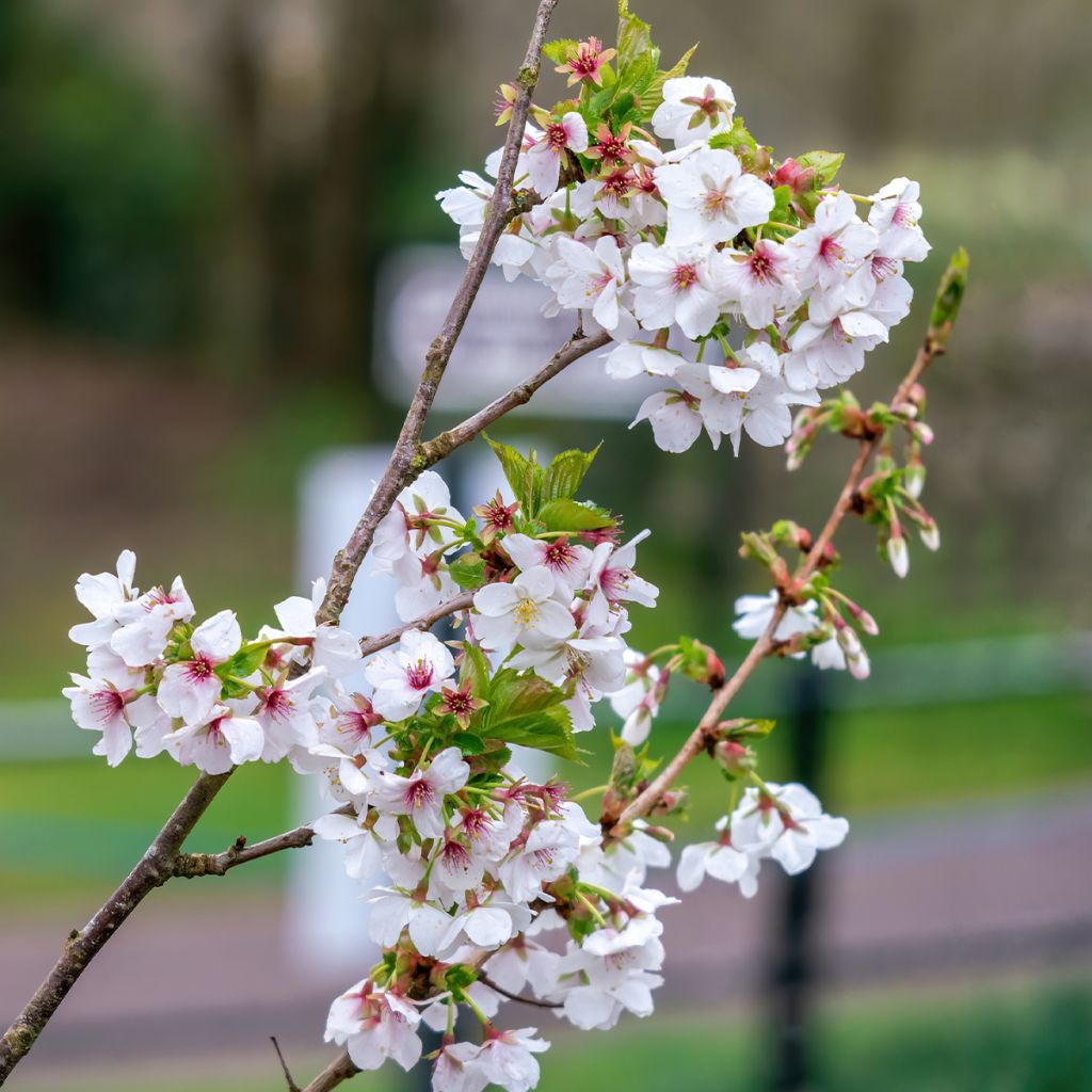 Prunus Umineko - Ciliegio da fiore