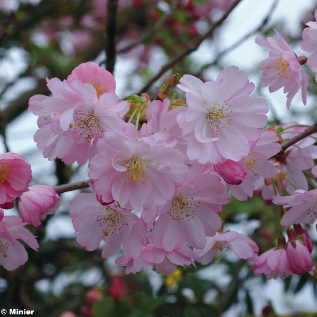 Prunus Accolade - Ciliegio da fiore