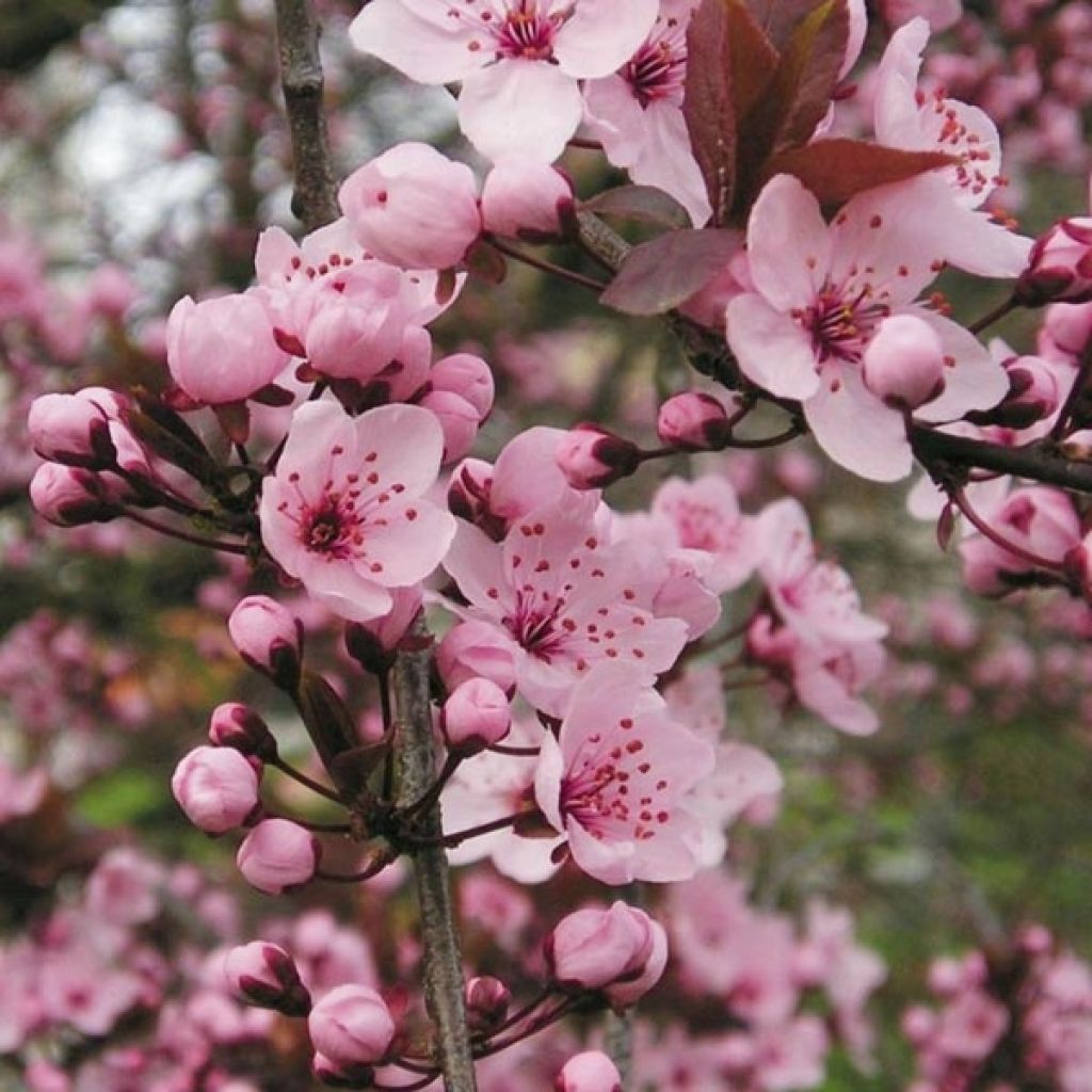 Prunus cerasifera Nigra - Ciliegio da fiore