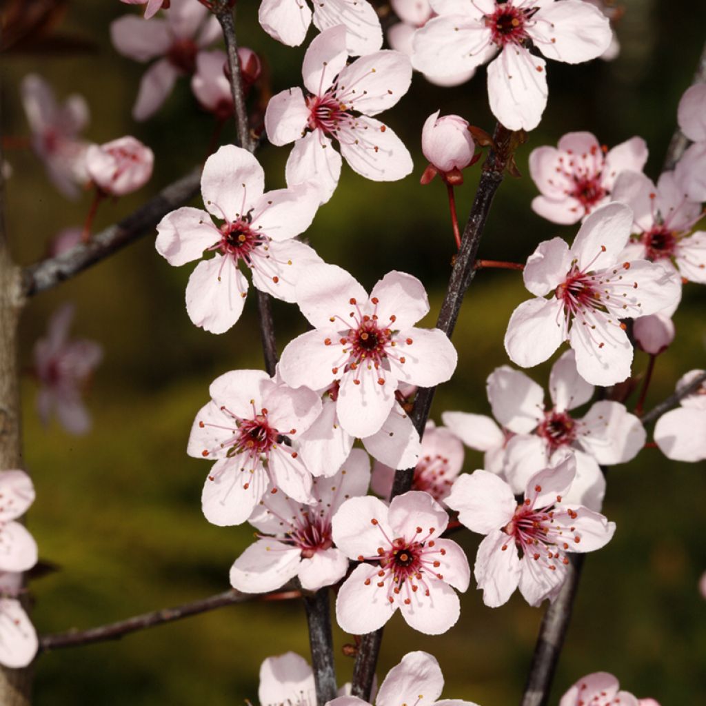 Prunus cerasifera Hollywood - Ciliegio da fiore