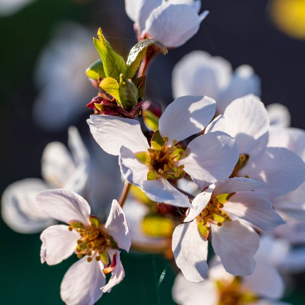 Prunus cerasifera Hollywood - Ciliegio da fiore