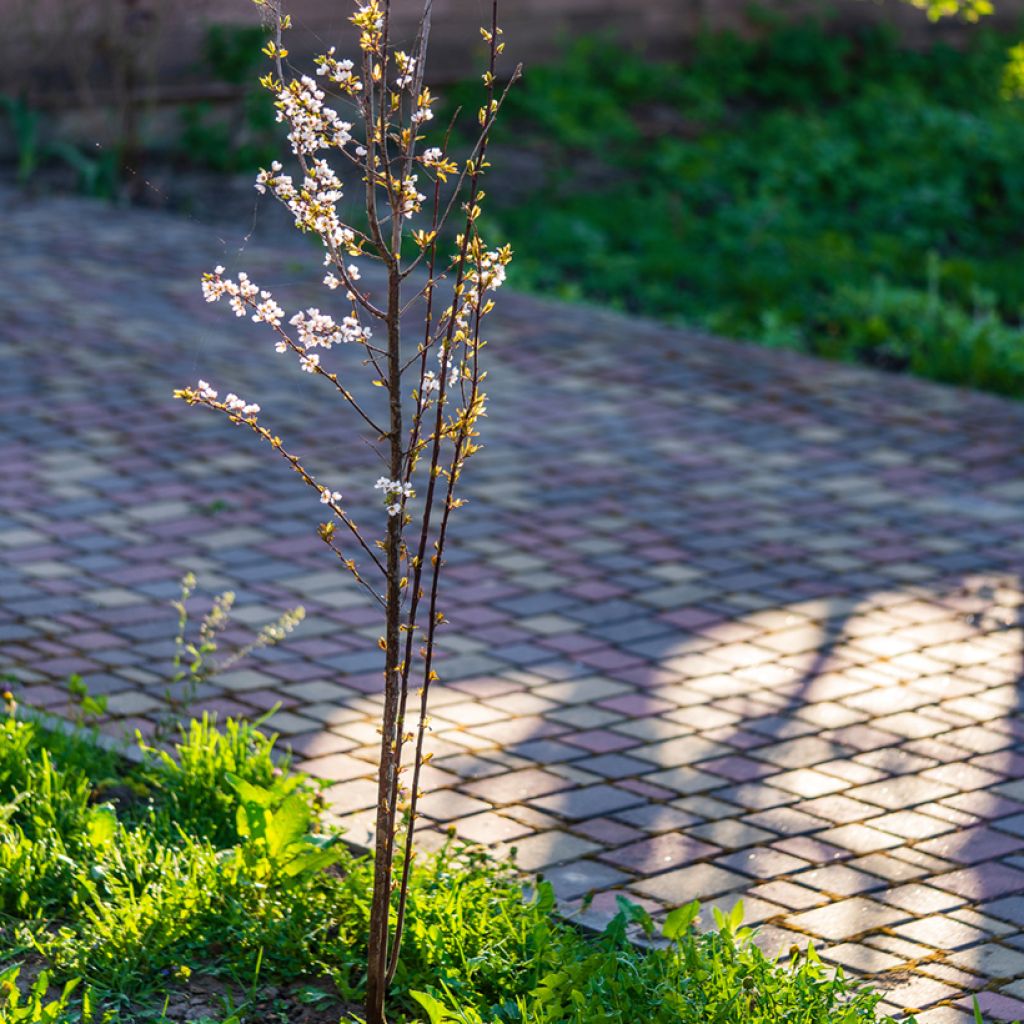 Prunus cerasifera Hollywood - Ciliegio da fiore