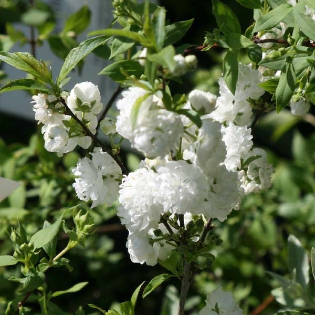 Prunus glandulosa Alba Plena - Ciliegio da fiore