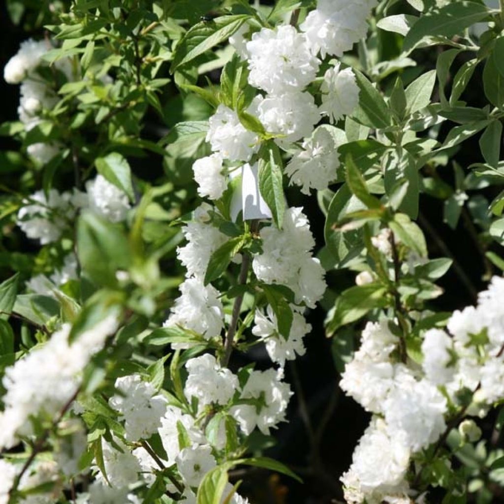 Prunus glandulosa Alba Plena - Ciliegio da fiore