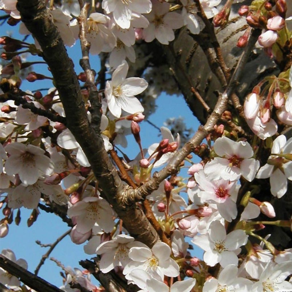 Prunus hillieri Spire - Ciliegio da fiore