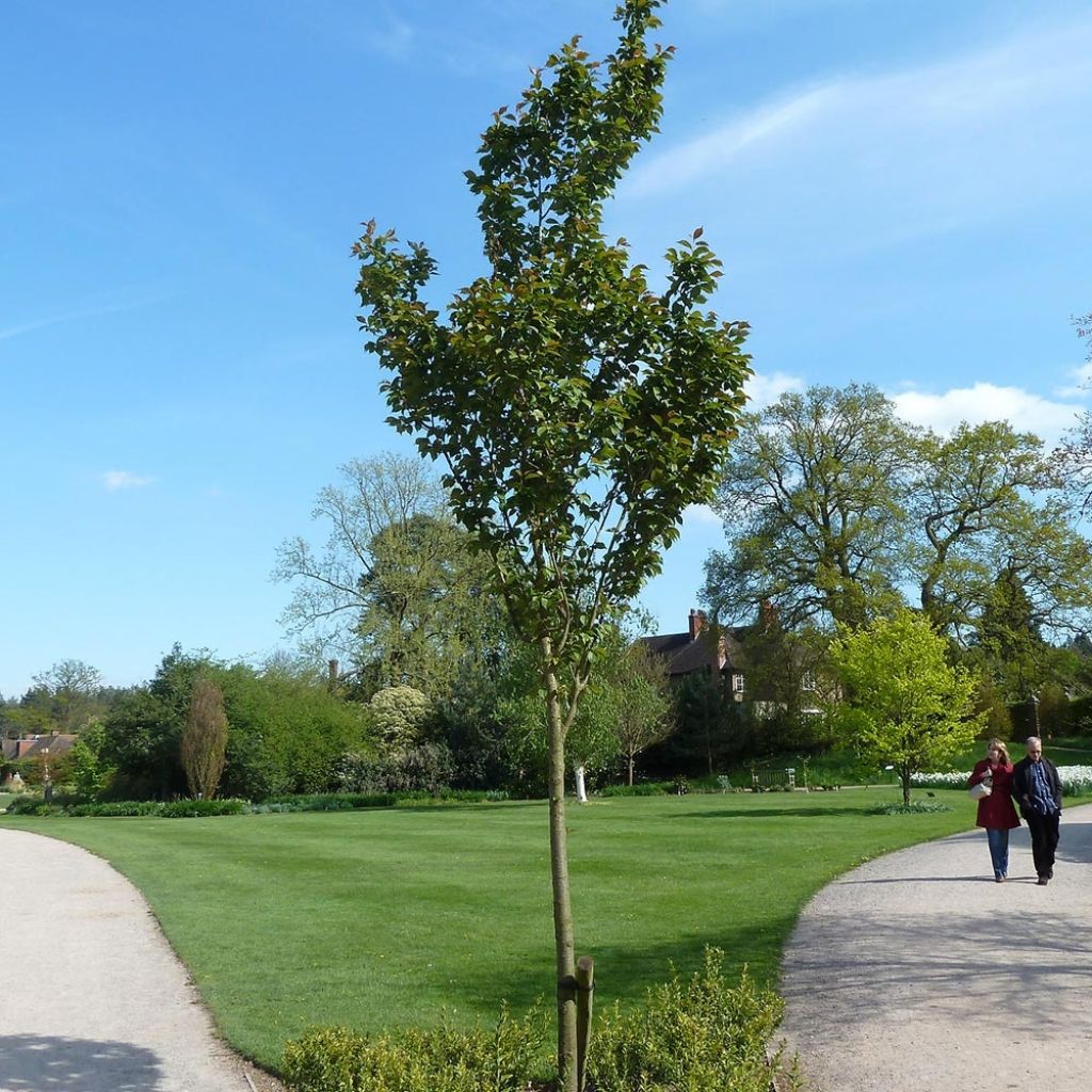 Prunus hillieri Spire - Ciliegio da fiore