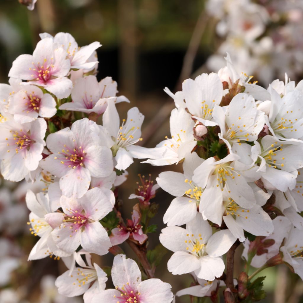 Prunus incisa Arboretum Kórnik - Ciliegio da fiore