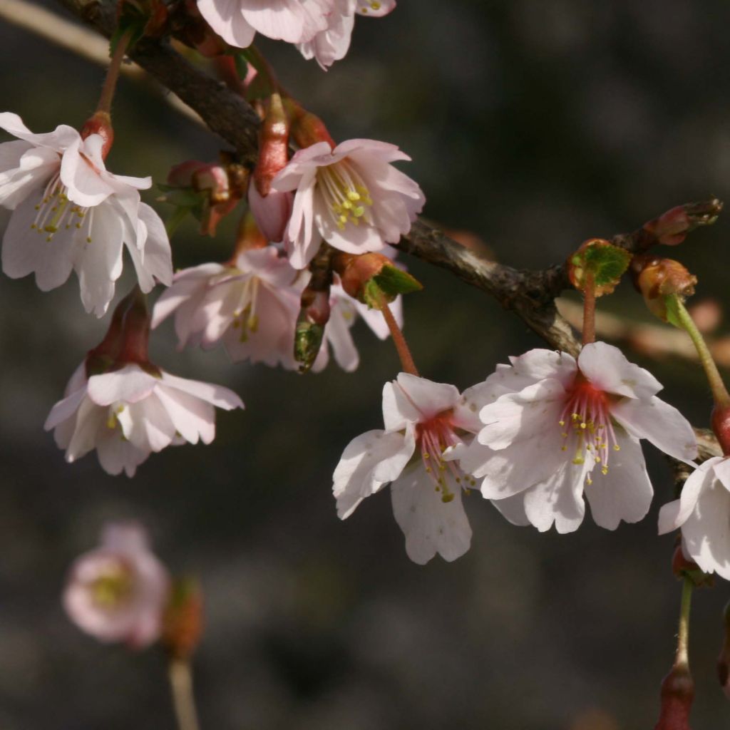 Prunus incisa Mikinori - Ciliegio da fiore