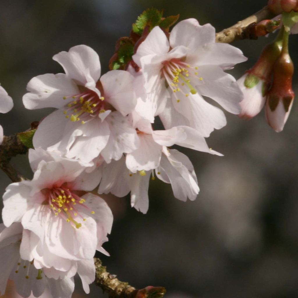 Prunus incisa Mikinori - Ciliegio da fiore