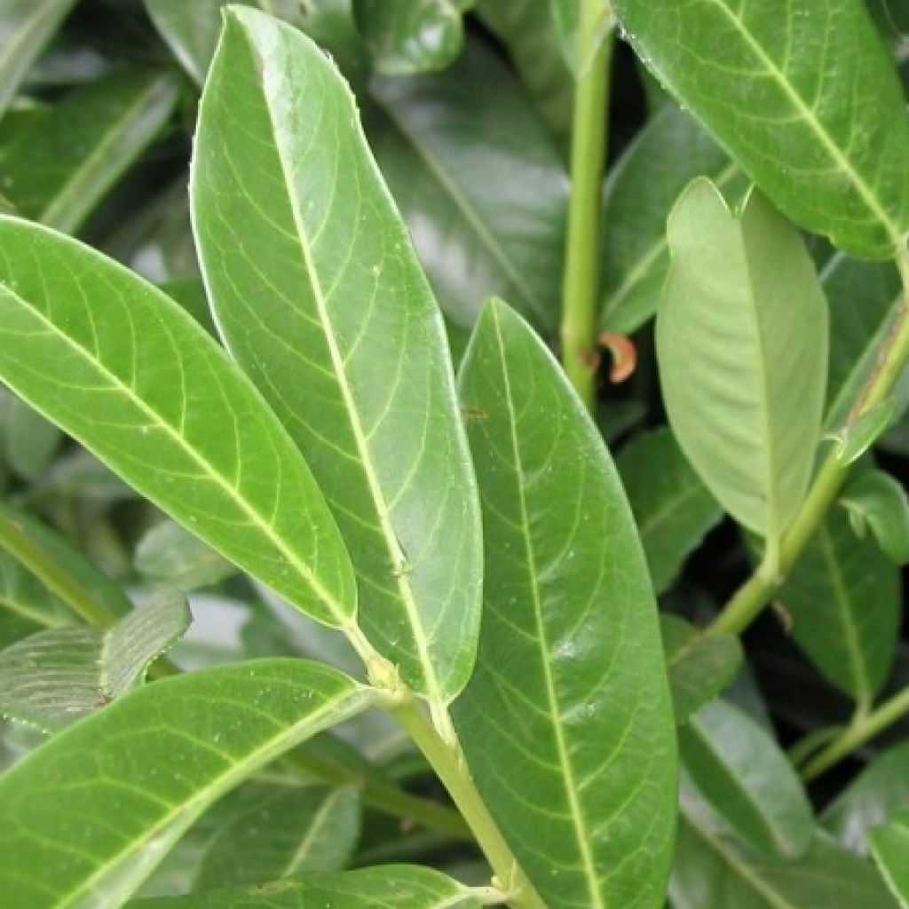 Laurier Cerise Genolia, Prunus laurocerasus Genolia, Laurière Genolia