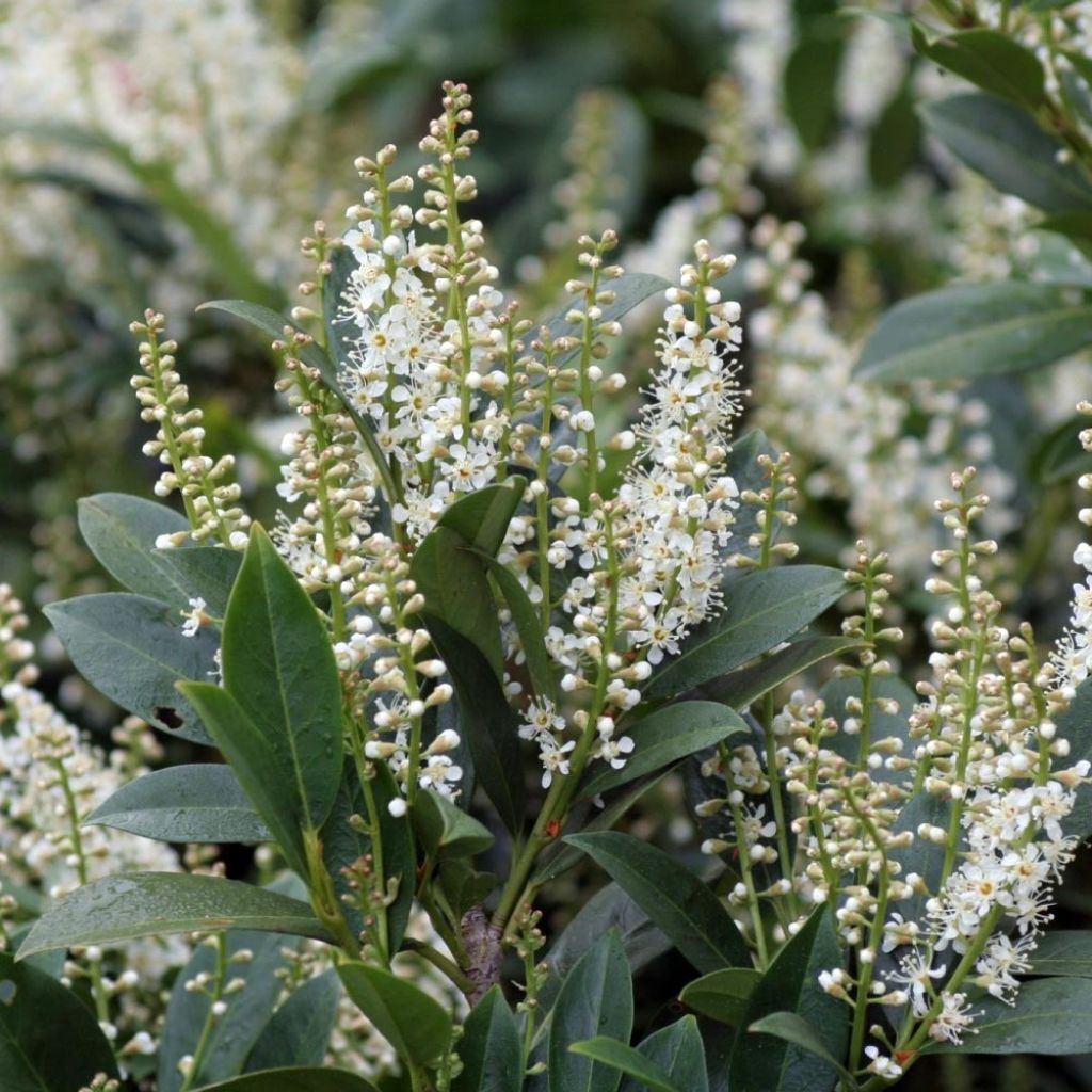 Laurier Cerise - Prunus laurocerasus Mano