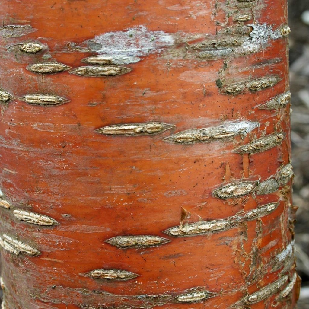 Prunus maackii Amber Beauty