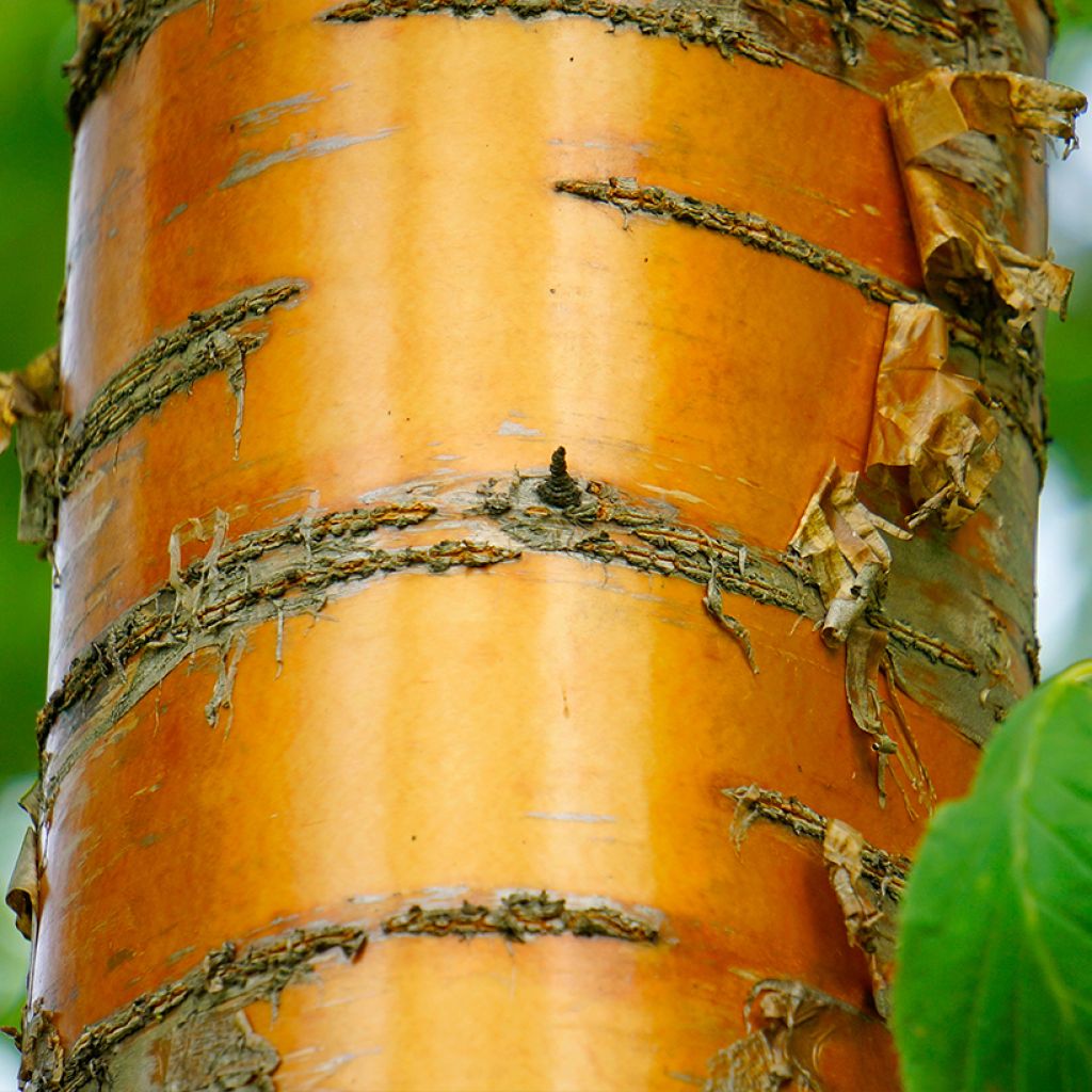 Prunus maackii Amber Beauty