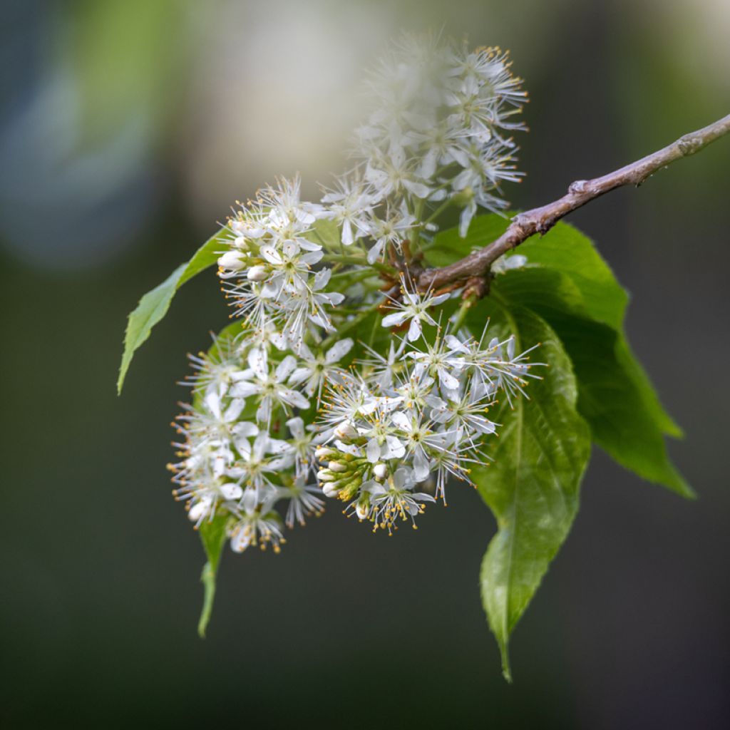 Prunus maackii Amber Beauty