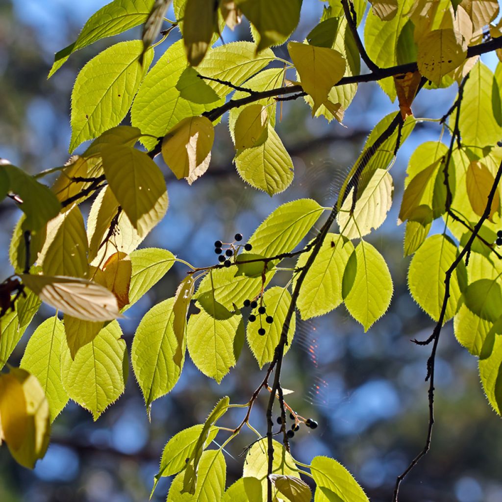 Prunus maackii Amber Beauty