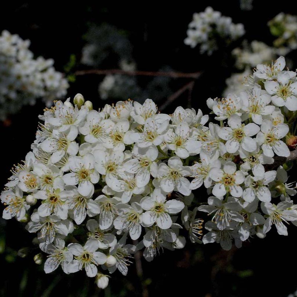 Prunus mahaleb - Ciliegio canino