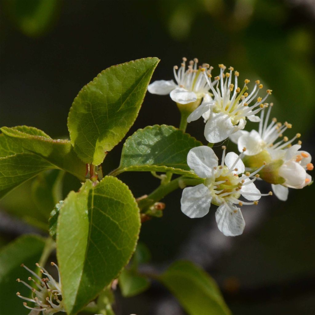 Prunus mahaleb - Ciliegio canino