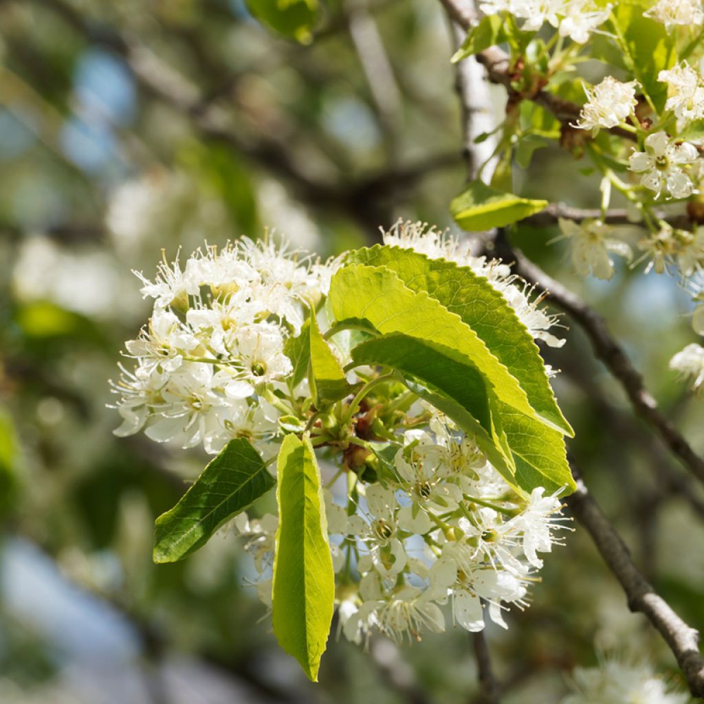 Prunus mahaleb - Ciliegio canino