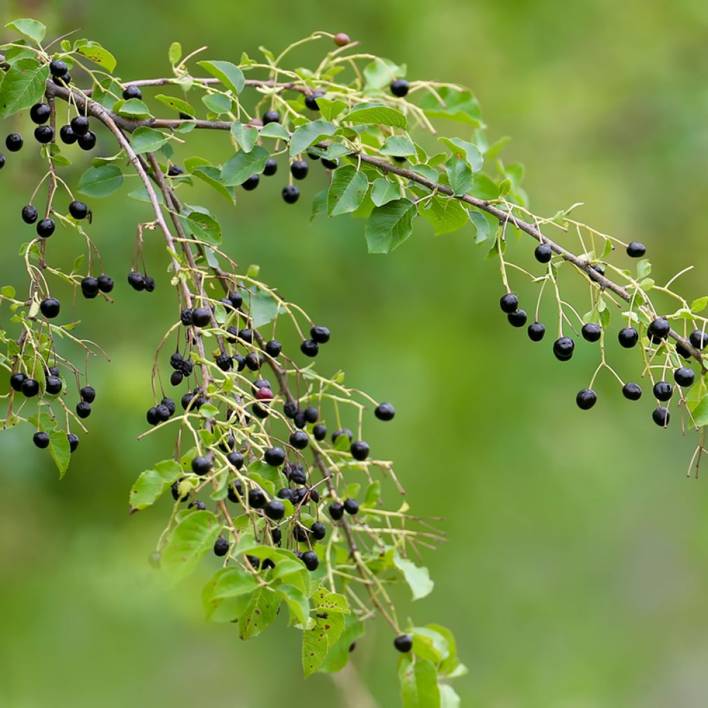 Prunus mahaleb - Ciliegio canino