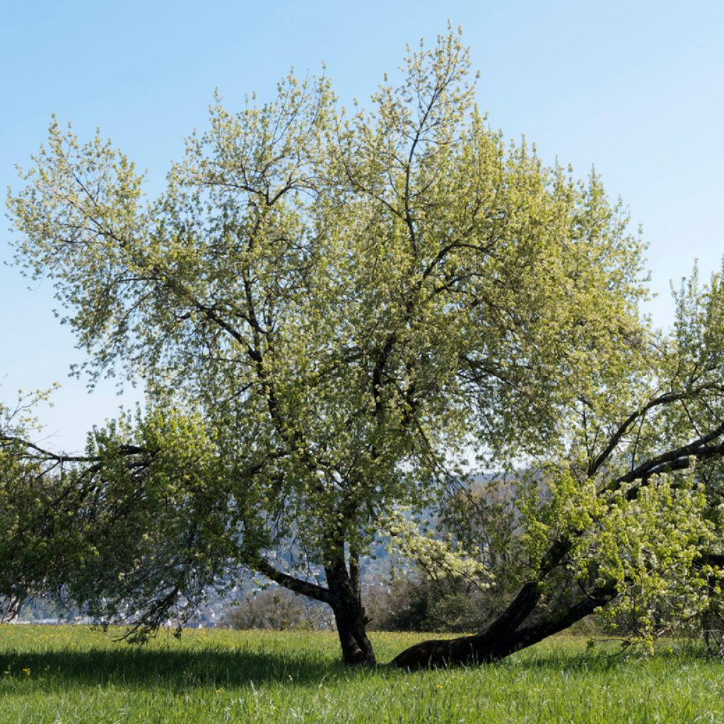 Prunus mahaleb - Ciliegio canino