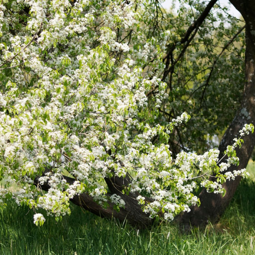 Prunus mahaleb - Ciliegio canino