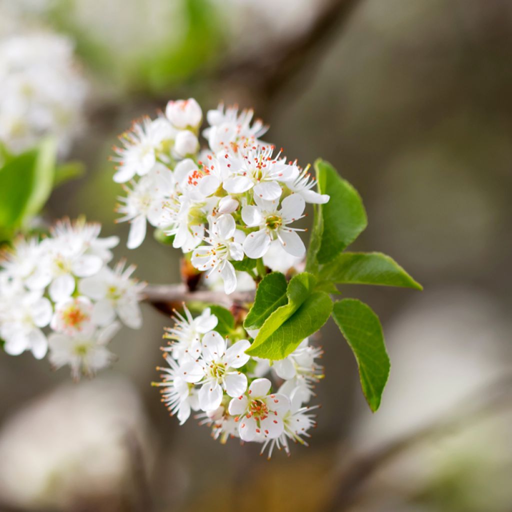 Prunus mahaleb - Ciliegio canino