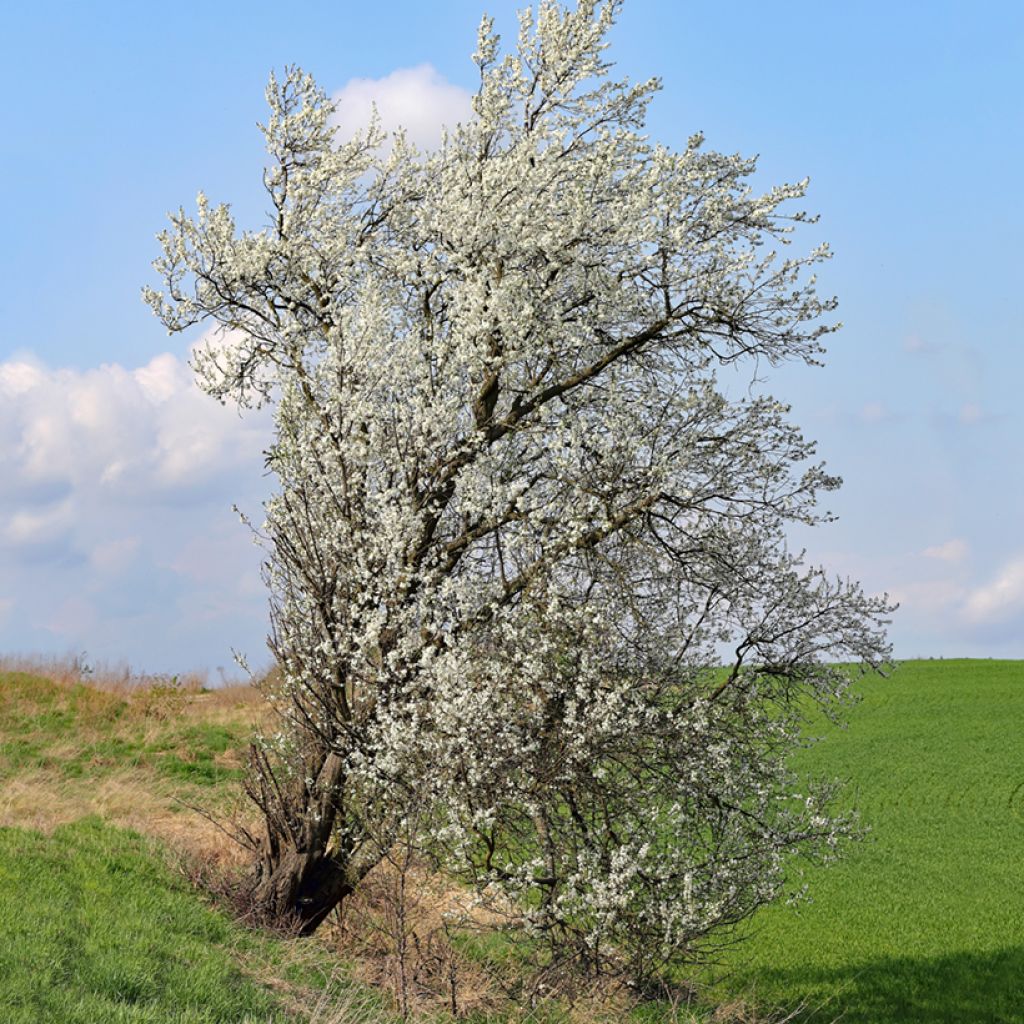 Prunus mahaleb - Ciliegio canino