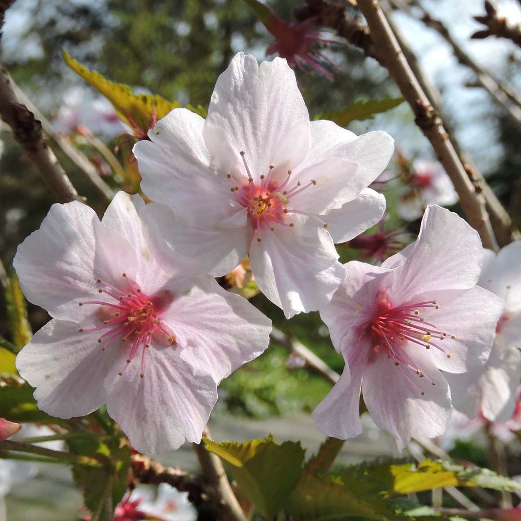 Prunus nipponica var. kurilensis Brillant - Ciliegio da fiore