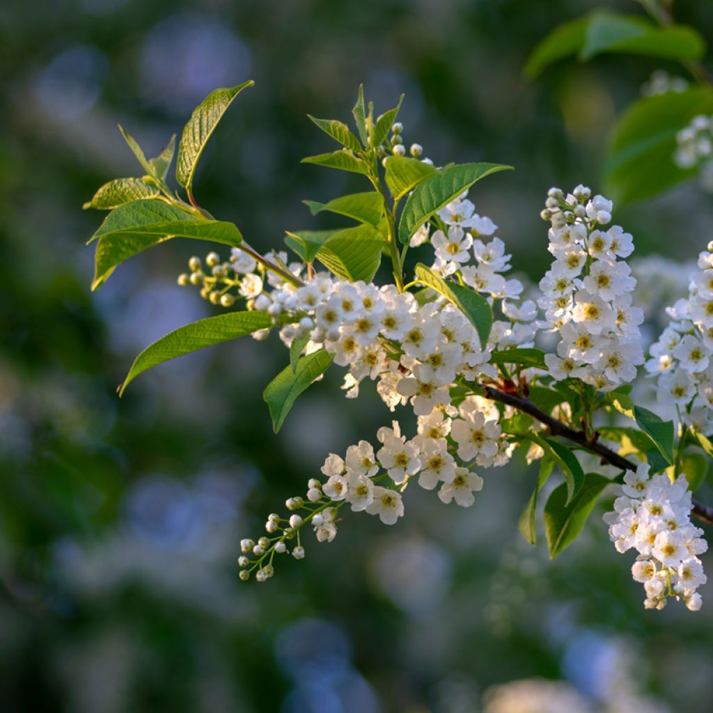 Prunus padus - Pado