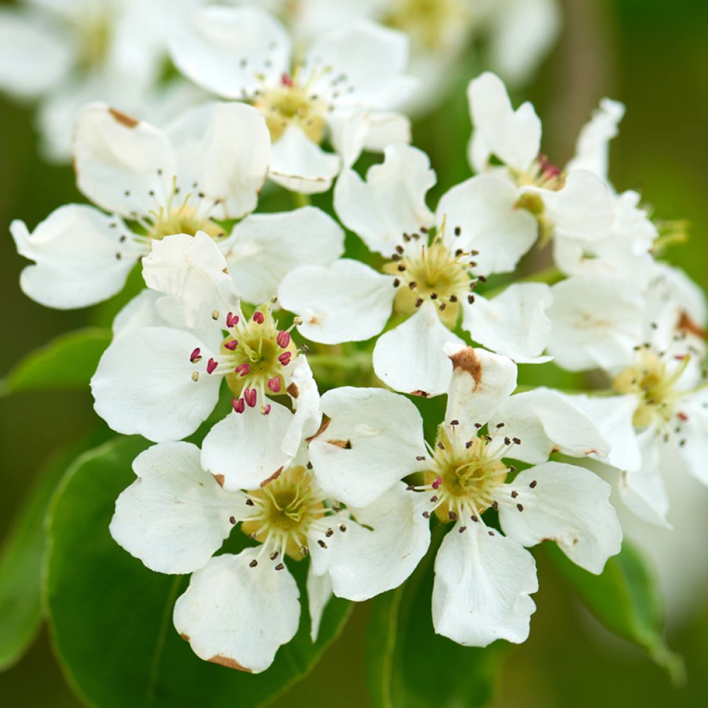 Prunus padus - Pado