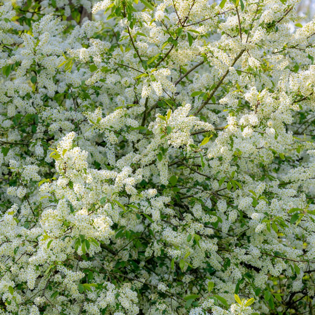 Prunus padus - Pado