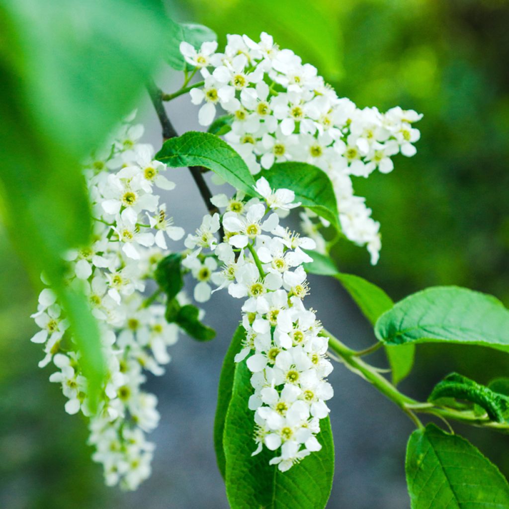 Prunus padus - Pado