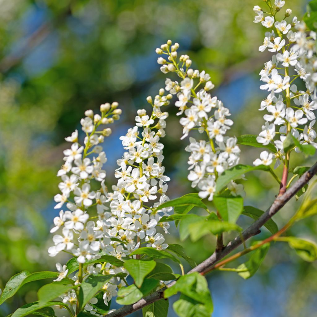 Prunus padus - Pado