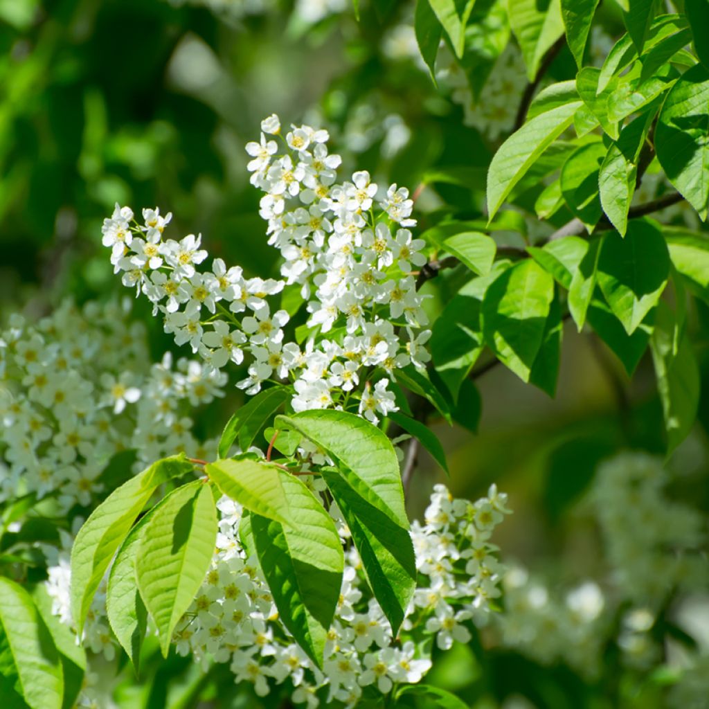 Prunus padus - Pado