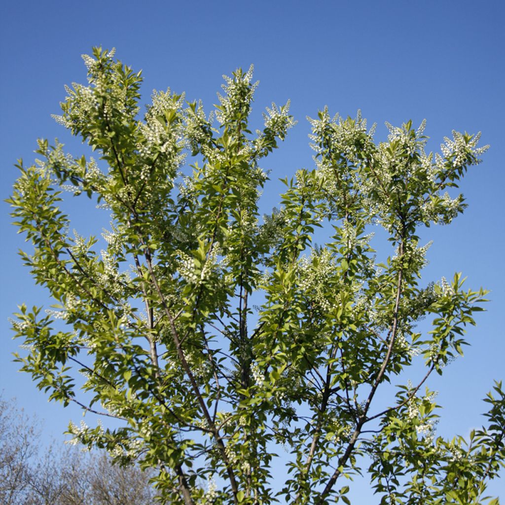 Prunus padus Nana - Pado