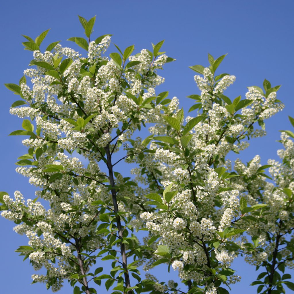 Prunus padus Nana - Pado